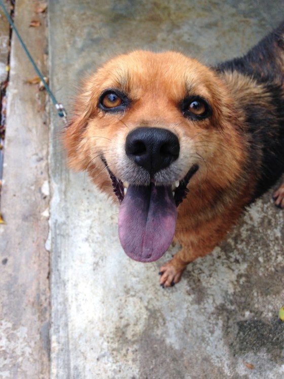 This is my dog Rolly. 5 years ago she got lost as a puppy and ended up at my porch one morning. I think she's my kindred spirit. As odd as it may sound.